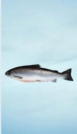 حبة سالمون حجم 3.5 كيلو